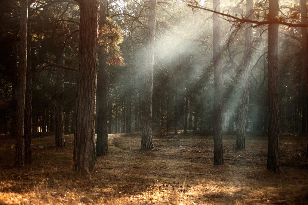 Verantwoord bosbeheer door FSC